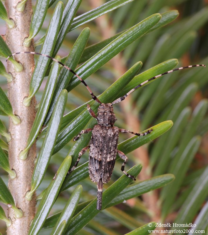 kozlíček mřížkovaný, Acanthocinus reticulatus, Cerambycidae, Acanthocinini (Brouci, Coleoptera)